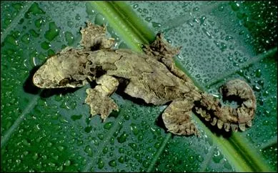 Ce petit reptile de 20 centimtres, possde des membranes qui lui permettent de voler. Il ressemble au gecko commun. Vous avez sans doute identifi :