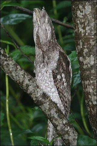 Cet oiseau est le roi du camouflage. Il peut se confondre aisment avec du bois mort, ce qui est pratique pour chapper  ses prdateurs. Cet trange oiseau s'appelle :