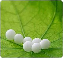 L'homéopathie repose sur trois principes. Quel est celui qui n'en fait pas partie ?