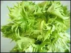 Quelle est cette varit de salade ?