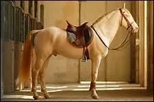 La haute cole descend directement des figures de sauts que l'on apprenait aux chevaux de guerre. Quand a-t-elle vu le jour ?