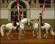 L'Ecole espagnole de Vienne ne retient que des chevaux blancs mais, par tradition, un cheval d'une autre robe est inclus dans le groupe. De quelle robe est-il ?