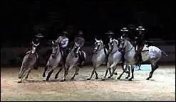 Lorsqu'elle donne des galas, l'Ecole royale andalouse de Jerez montre son savoir-faire ingal en Doma Vaquera, considre souvent comme plus dure que le dressage 'classique'. Pourquoi ?