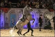 Hritire du Mange royal, acadmie royale disparue au XIXme sicle, l'Ecole royale portugaise d'art questre est relativement rcente. De quand date-t-elle ?