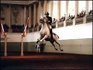 Considrs comme le summum de l'art classique, les sauts d'Ecole ( croupade, levade, courbette ... ) sont l'aboutissement du dressage d'un cheval. Comment les appelle-t-on ?