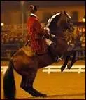 Les chevaux de l'Ecole portugaise d'art questre sont exclusivement de quelle race ?