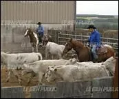 Comment montent les cow-boys ?
