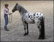 Quel est le peuple amrindien du nord-ouest des Etats-Unis qui a cr la race Appaloosa ?