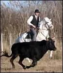 Dans quel coin de la France vivent les gardians ?