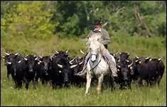 Qu'est-ce qu'on appelle une 'manade', en Camargue ?