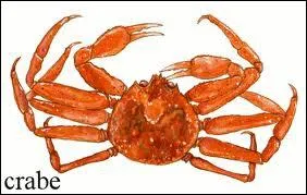 Quel est cet animal que l'on peut trouver dans une poissonnerie ?