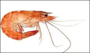 Quel est cet animal que l'on peut trouver dans une poissonnerie ?