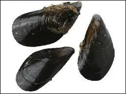 Quel est cet animal que l'on peut trouver dans une poissonnerie ?