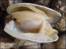 Quel est cet animal que l'on peut trouver dans une poissonnerie ?