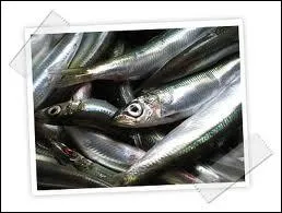 Quel est cet animal que l'on peut trouver dans une poissonnerie ?