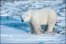 Quel est cet animal polaire ?