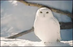 Quel est cet animal polaire ?