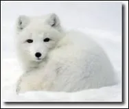 Quel est cet animal polaire ?