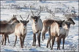 Quel est cet animal polaire ?