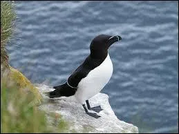 Quel est cet animal polaire ?