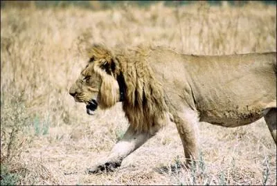 Combien de lions y a-t-il environ dans un groupe ?