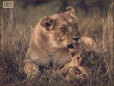 Et quelle est celle de la femelle ?