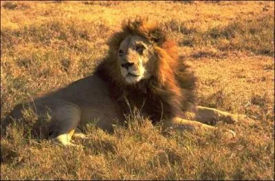 Vers quel âge la crinière apparaît-elle chez le mâle ?