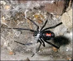 D'o cette araigne appele 'veuve noire' est-elle originaire ?