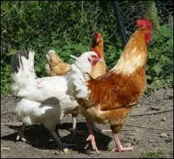 La poule est un oiseau mais vole-t-elle ?