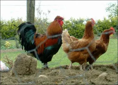 La poule couve ses oeufs pendant :