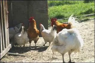 Quand la poule a pondu son oeuf, elle se met  chanter. On dit qu' elle :