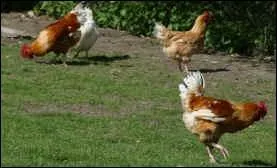 La poule est essentiellement :