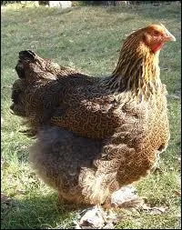 Une poule pondeuse consomme :