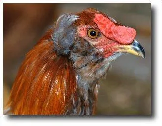 Le poulet est consomm ds l'ge de :