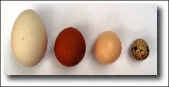La couleur de la coquille des oeufs est fonction de la race de la poule :