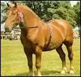 De quelle race est ce cheval ?