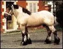 De quelle race est ce cheval ?