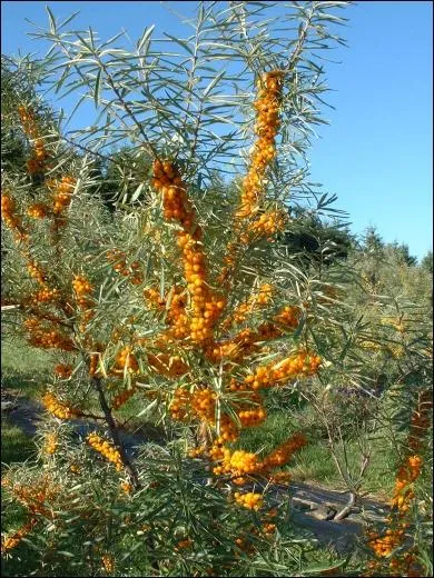 L'arbousier est un arbre  fraises. C'est une espce considre comme...
