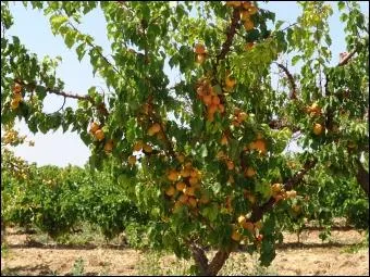 Cet arbre est un abricotier. Quelle est la sous-famille de cet arbre ?