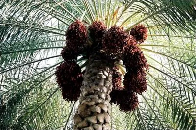 Quelle est la taille maximum de cet arbre, le Palmier-dattier ?