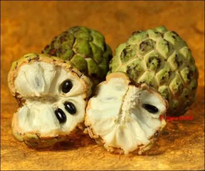  quel arbre appartient ce fruit ?