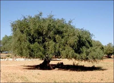 Cet arbre est un arganier. Quel est le nom scientifique de cet arbre ?