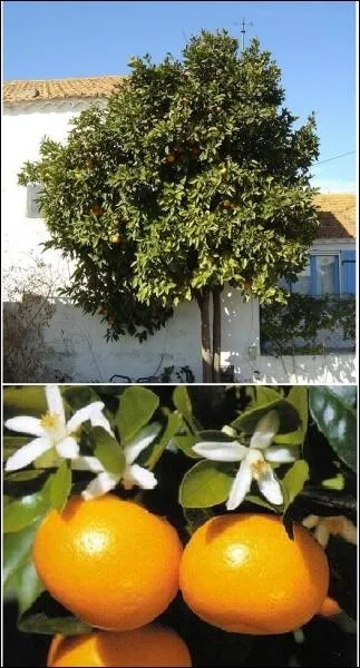 Cet arbre est un bigaradier. On se sert de la fleur de cet arbre pour faire...