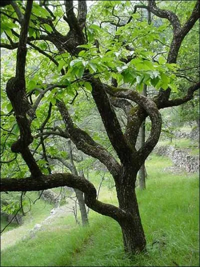 Le fruit de cet arbre est le kaki. Quel est le nom l'arbre ?