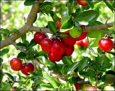 Cet arbre est un acrola. Quel est le nom du fruit qu'il produit ?