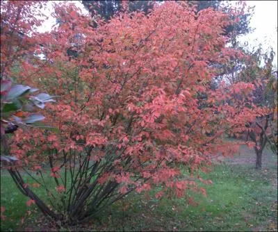 Ceci est un amlanchier. C'est un arbuste originaire d'Europe et...