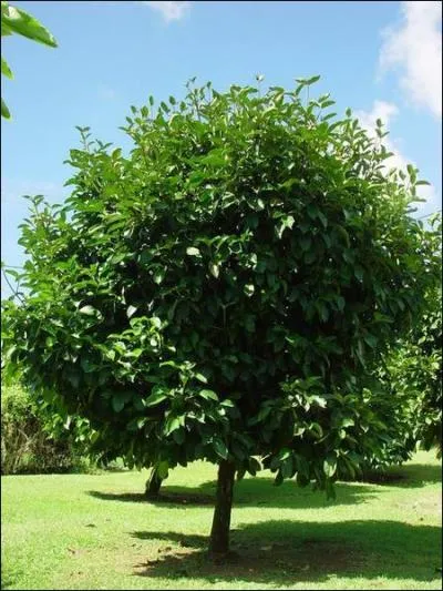 Cet arbre est un mangoustanier, et son fruit est un des fruits les plus riches en...