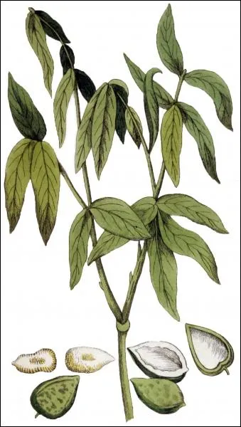 Lequel de ces arbres fait parti de la famille des Sapindaceae ?