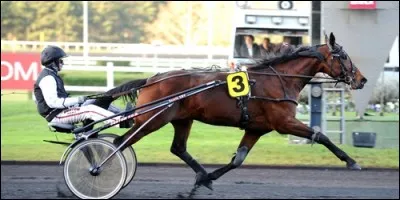 En équitation, à quoi attache-t-on le cheval pour le trot attelé ?