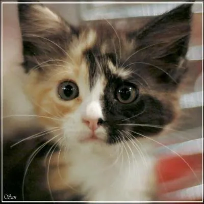 De quelle race est ce chat ?